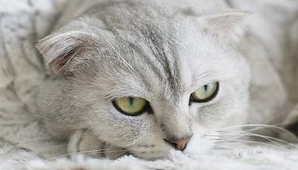 开云体育链接-“英超关键战：豪门对决，胜负关乎后续走势”，英超豪门多