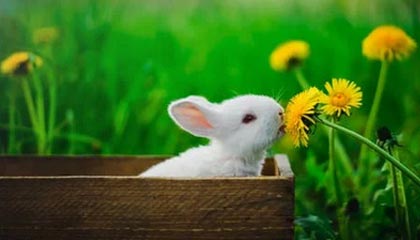 开云体育官网下载安装-“雪地飙车：北极圈的冰雪战神”，极地雪橇车